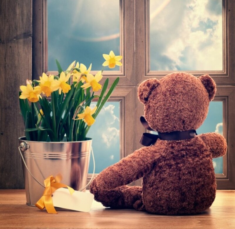 Brown Teddy Bear — Serene, Spring