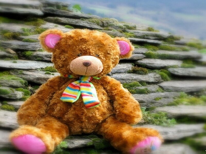 Brown Teddy Bear — Serene