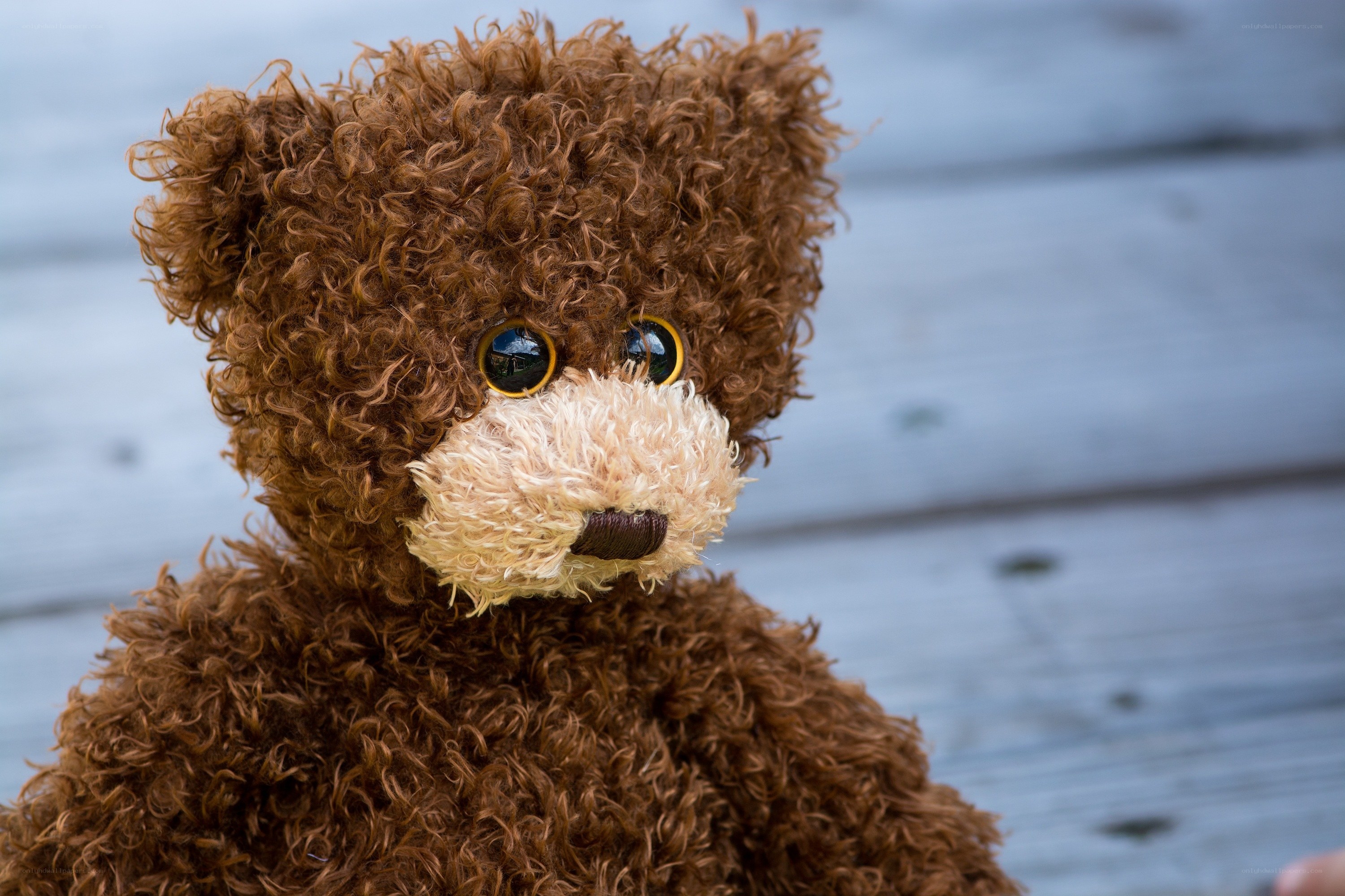 brown teddy bear with big eyes