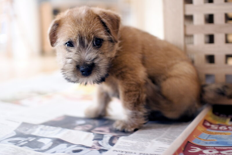 Brown Terrier Puppy