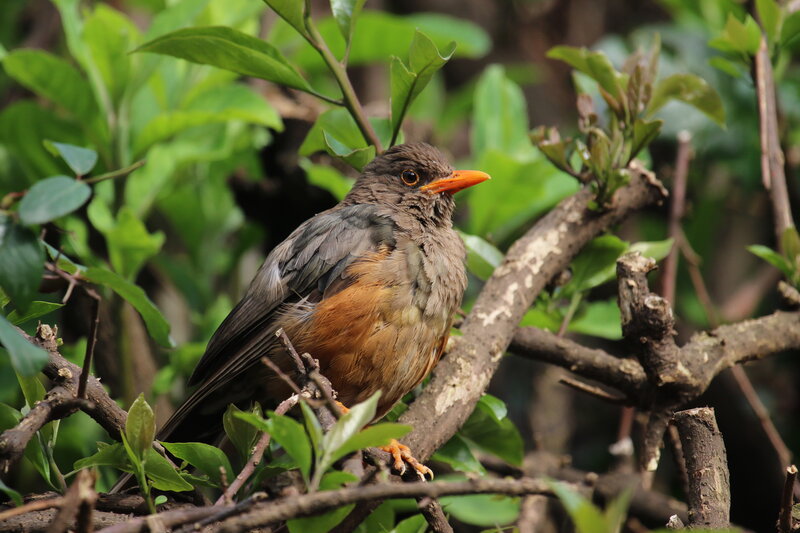 Brown Thrasher Bird — Green