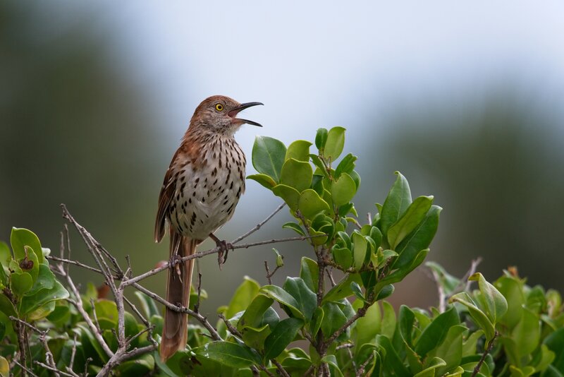 Brown Thrasher Bird