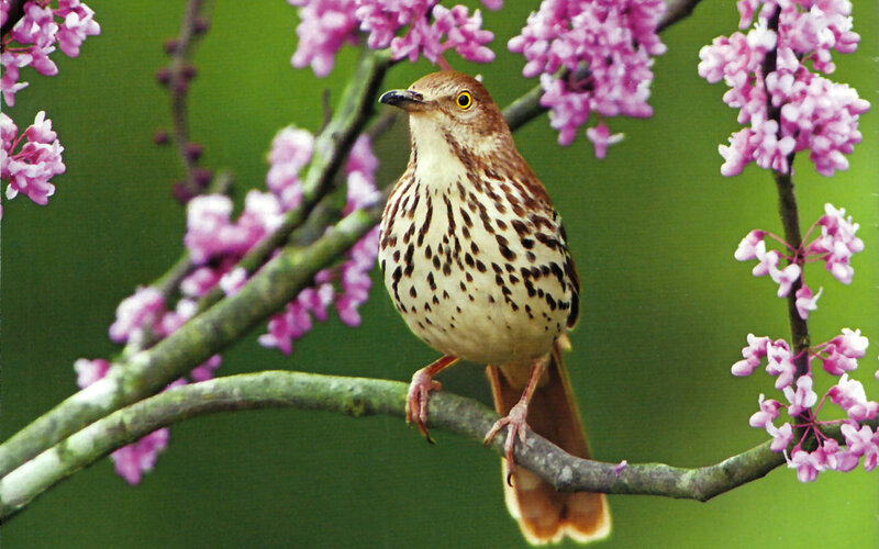 Brown Thrasher on Branch