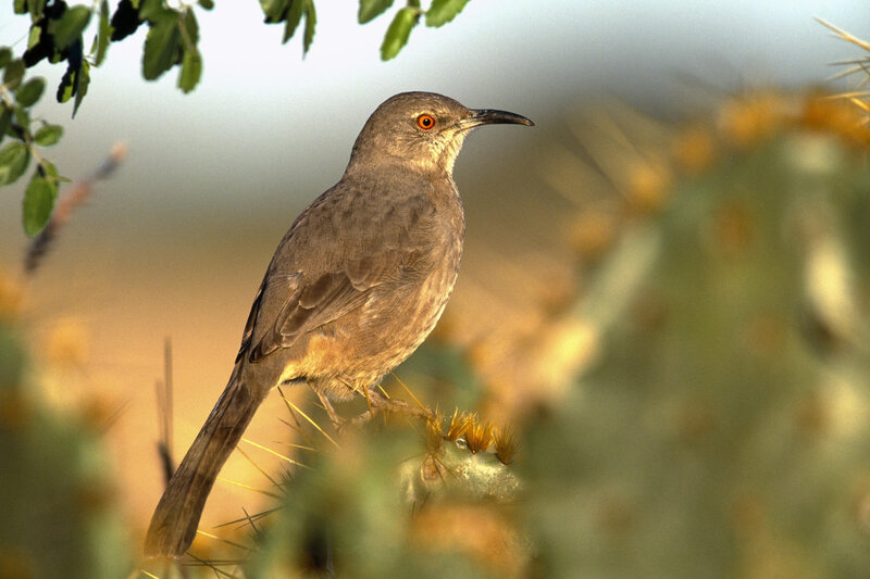 brown thrasher on cactus