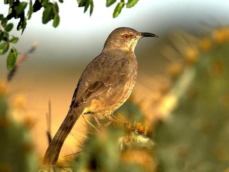 brown thrasher perched on cactus