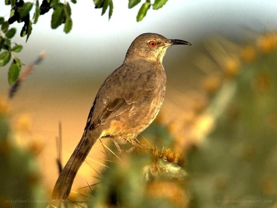brown thrasher perched on cactus
