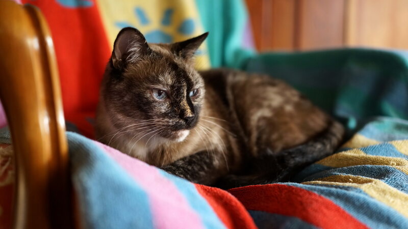 Brown Tortoiseshell Cat