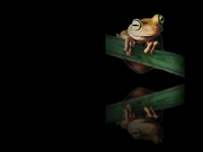 Brown Tree Frog — Black
