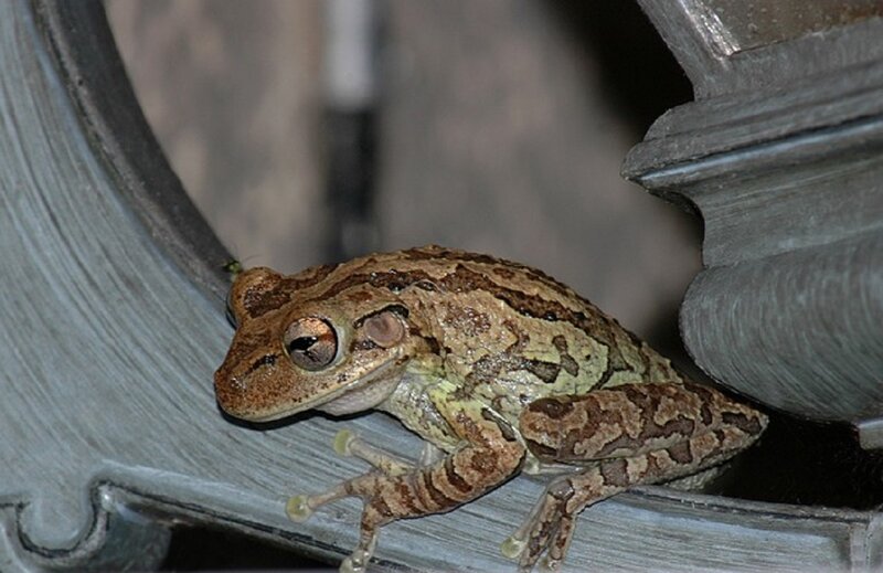 Brown Tree Frog — Calm, Night