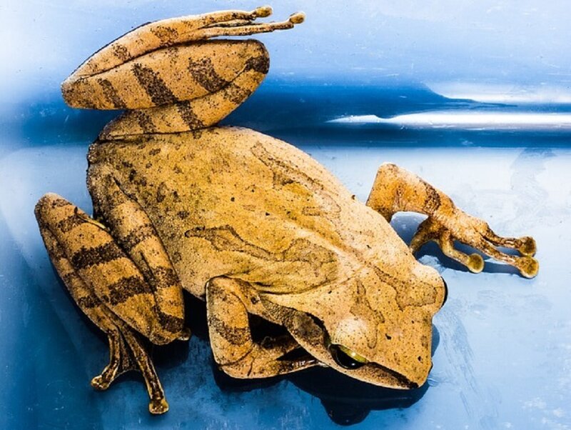 Brown Tree Frog — Calm, Photograph, Blue Surface