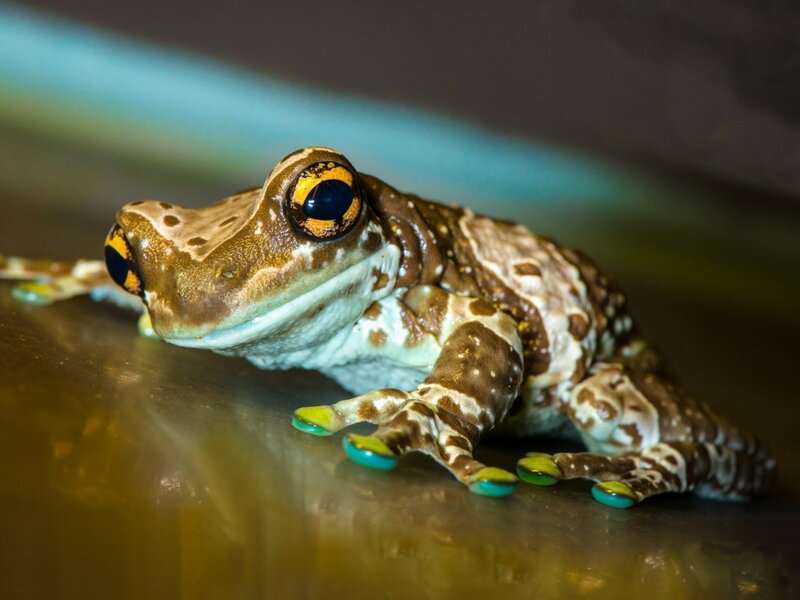 Brown Tree Frog — Calm, Photograph, Eyes, Claws