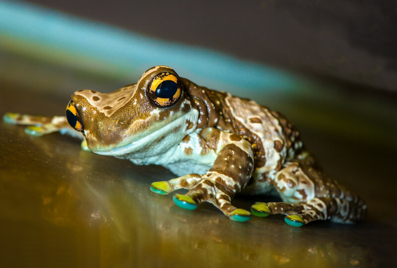 Brown Tree Frog — Calm, Photograph, Eyes