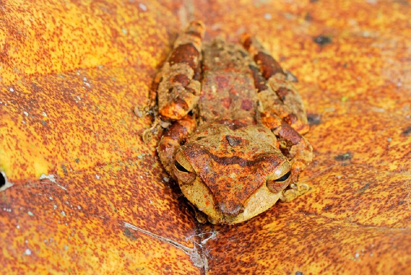 Brown Tree Frog — Calm, Photograph, Leaf