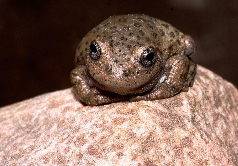 Brown Tree Frog — Calm, Photograph, Rock