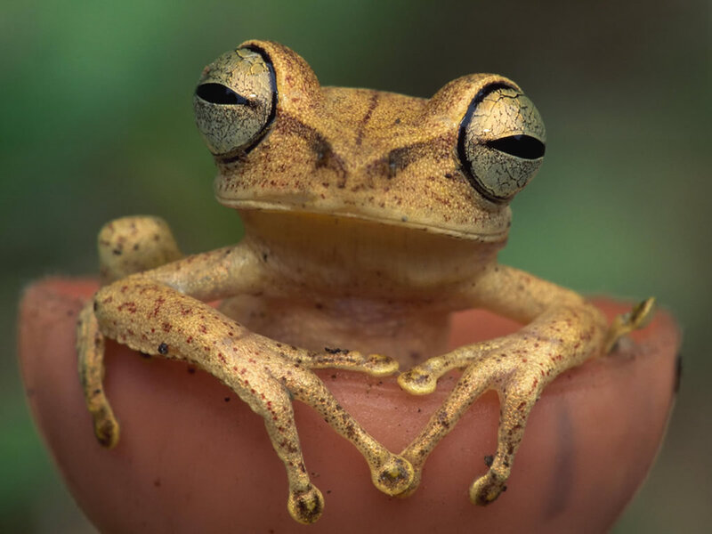 Brown Tree Frog — Calm, Photograph