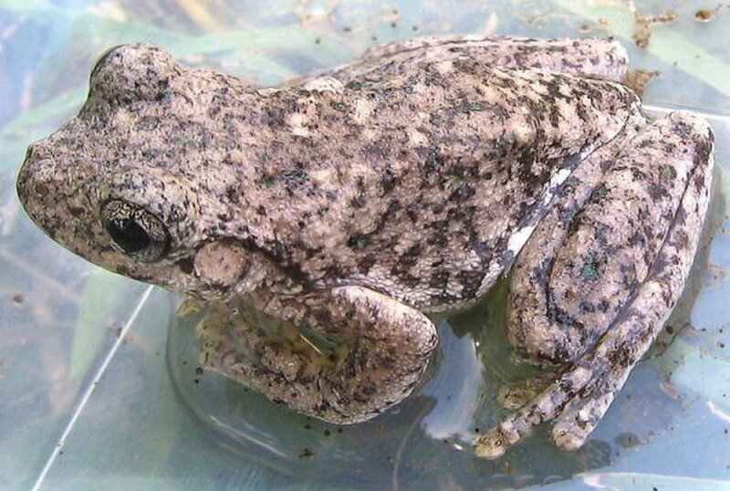 Brown Tree Frog — Calm, Photograph, Water