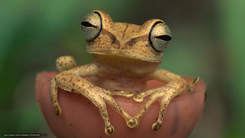 Brown Tree Frog — Calm