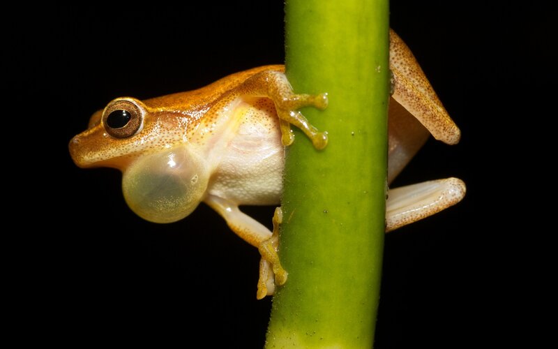Brown Tree Frog — Dramatic, Night, Photograph