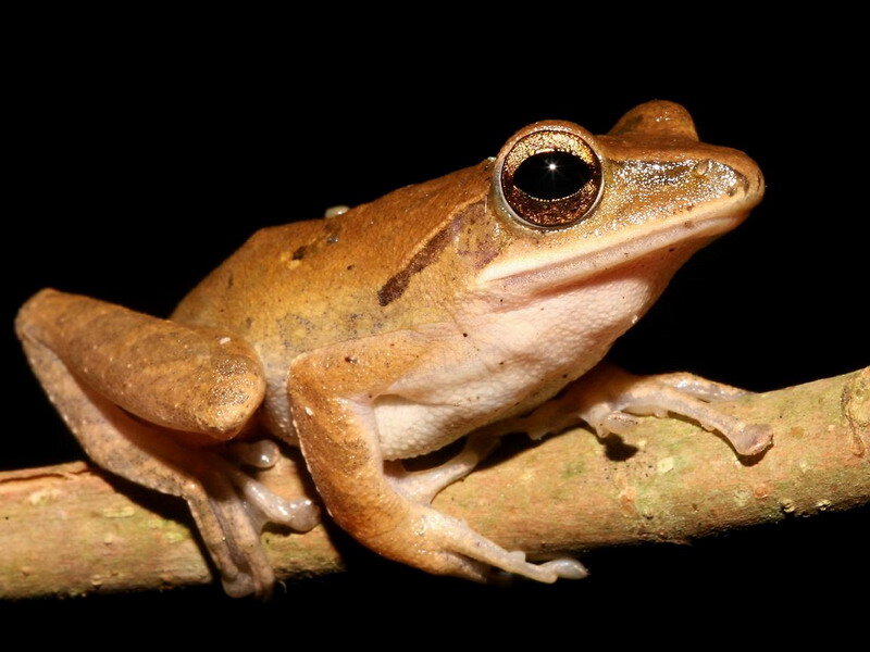 Brown Tree Frog — Dramatic, Night