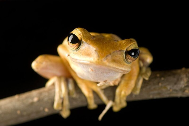Brown Tree Frog — Dramatic, Photograph
