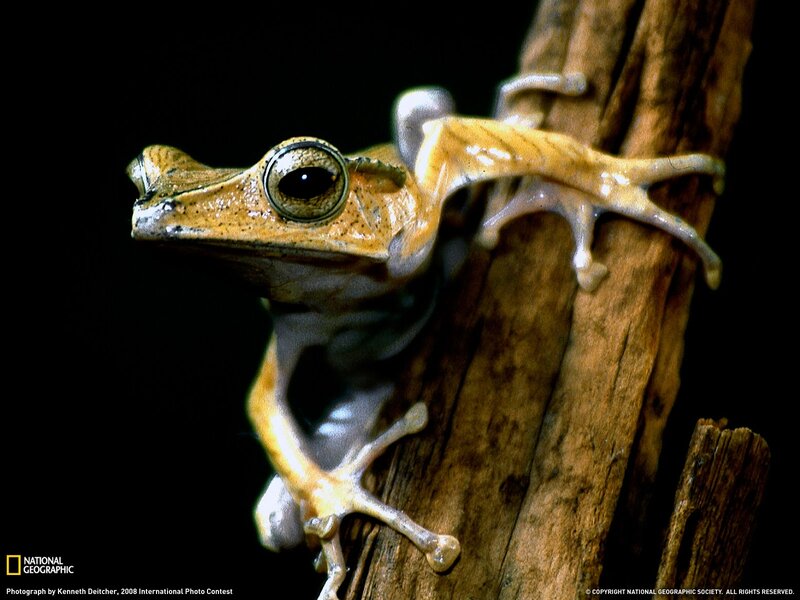 Brown Tree Frog — Dramatic, Photograph, Tree Branch