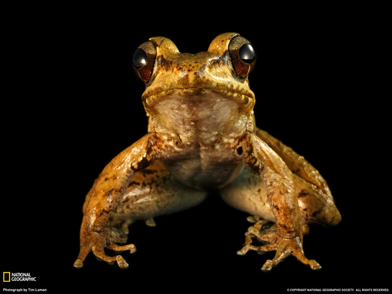Brown Tree Frog — Dramatic