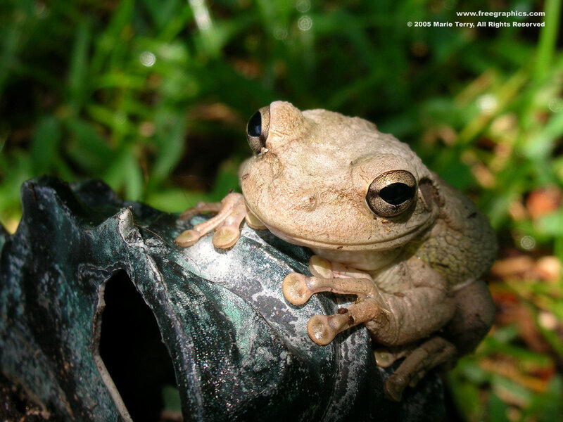 Brown Tree Frog — Green, Calm, Afternoon