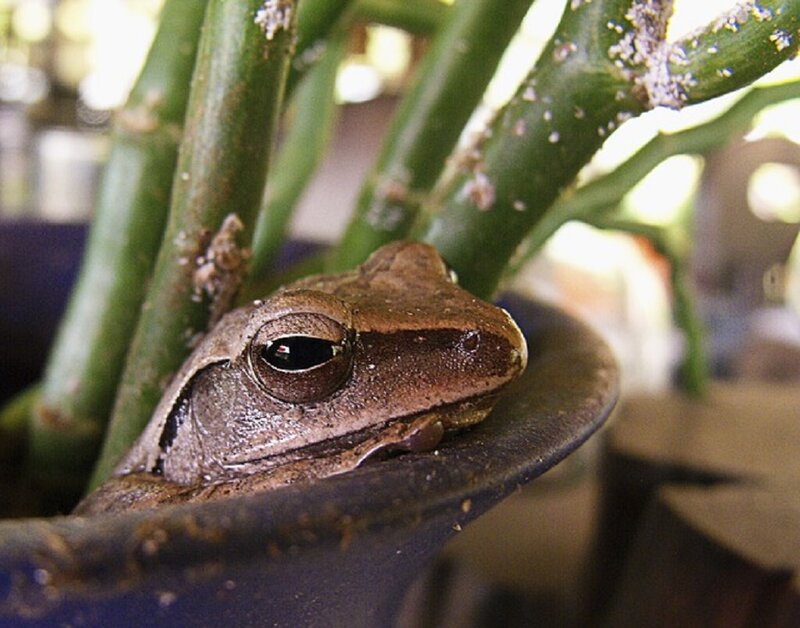 Brown Tree Frog — Green, Calm, Photograph, Plant