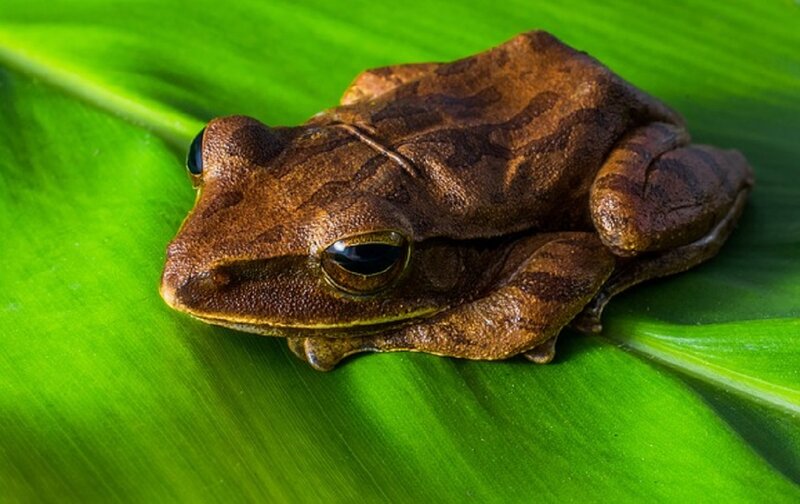 Brown Tree Frog — Green, Calm, Photograph