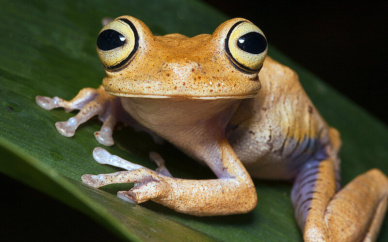 Brown Tree Frog — Green, Calm