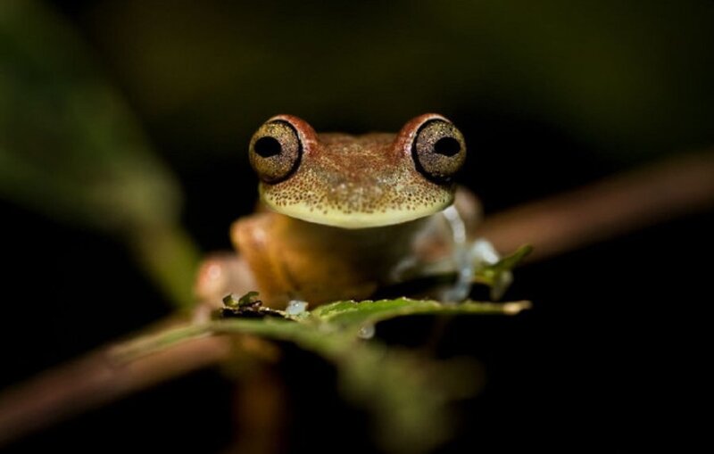 Brown Tree Frog — Green, Dark