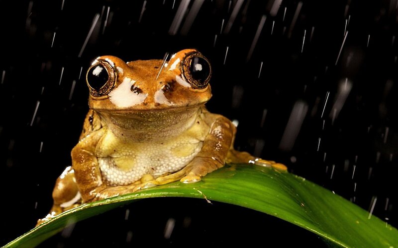 Brown Tree Frog — Green, Dramatic, Night