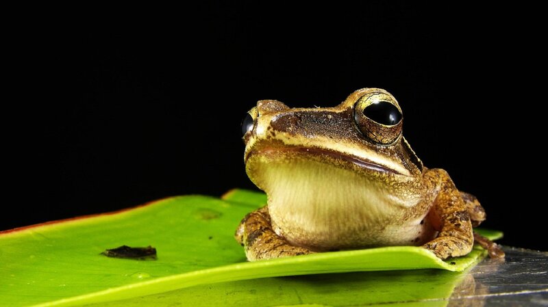 Brown Tree Frog — Green, Dramatic