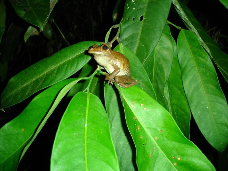 Brown Tree Frog — Green, Natural