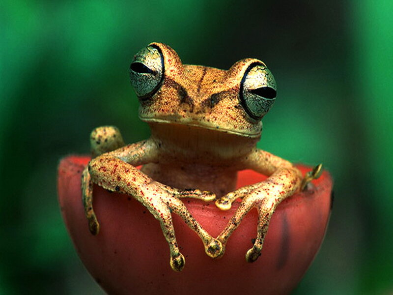 Brown Tree Frog — Green