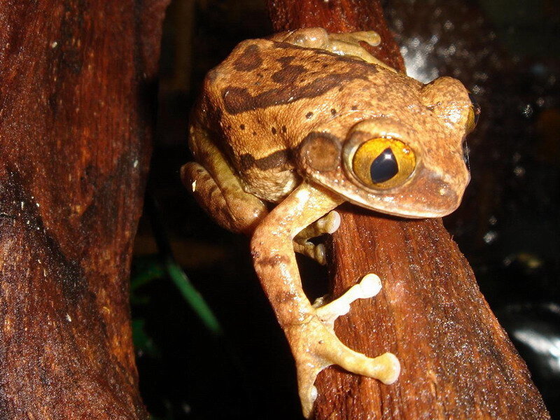 Brown Tree Frog — Natural