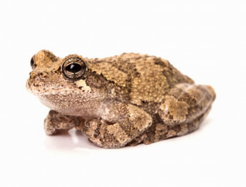 Brown Tree Frog — Neutral, Photograph