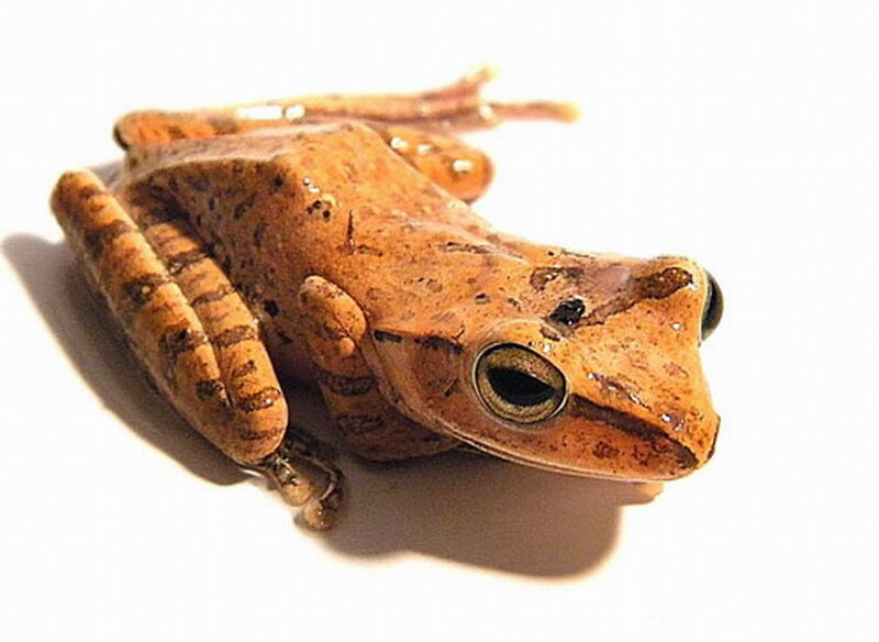 Brown Tree Frog — Neutral