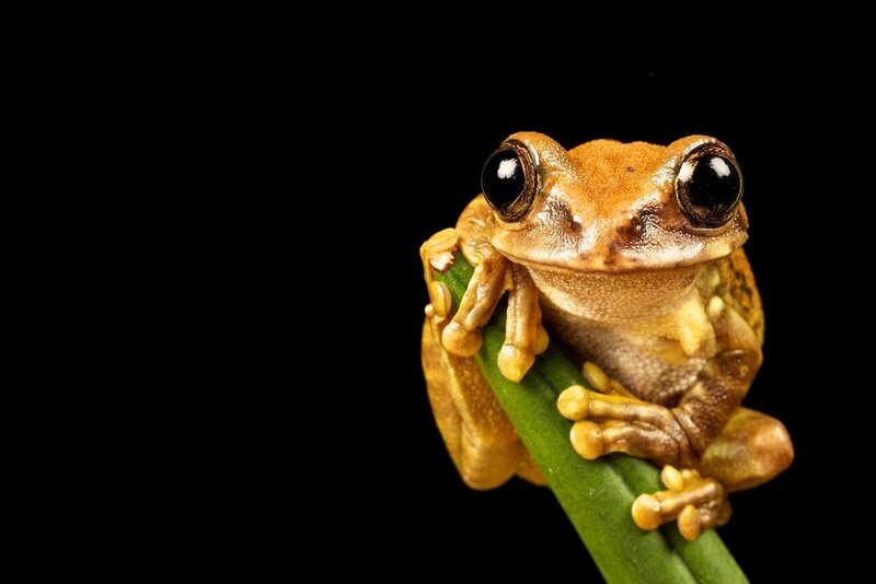 brown tree frog on a branch
