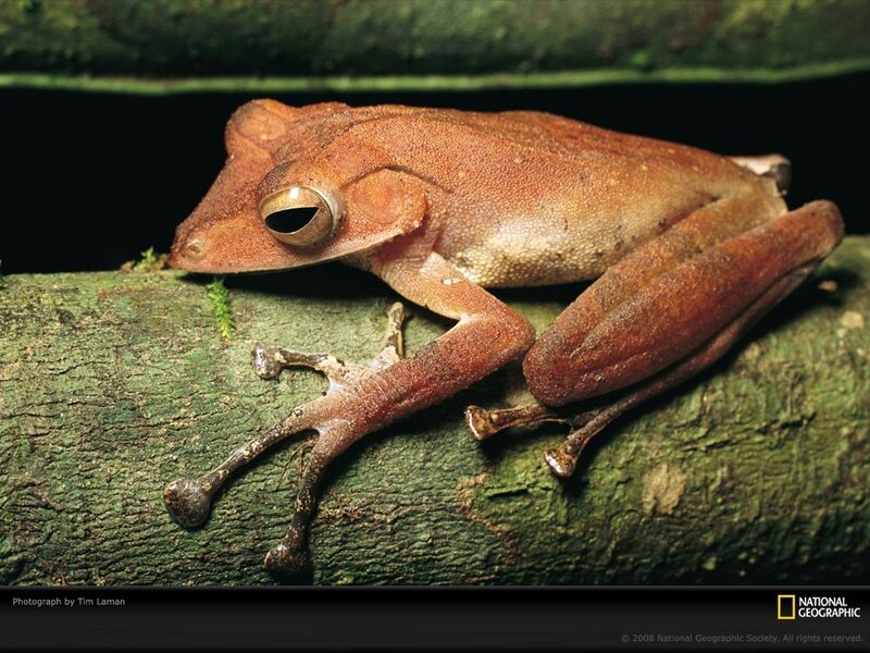 brown tree frog on branch