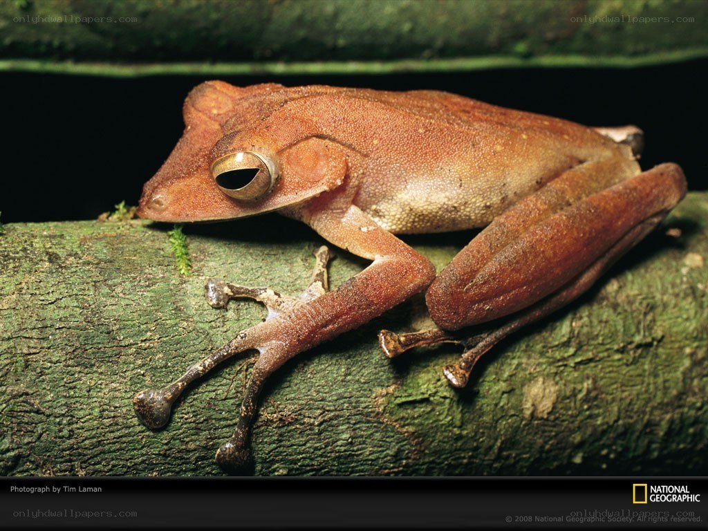 brown tree frog on branch