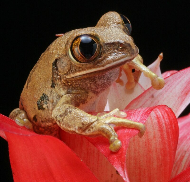 Brown Tree Frog on Flower