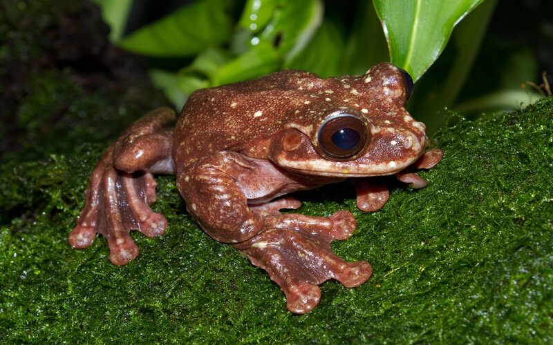 brown tree frog on moss