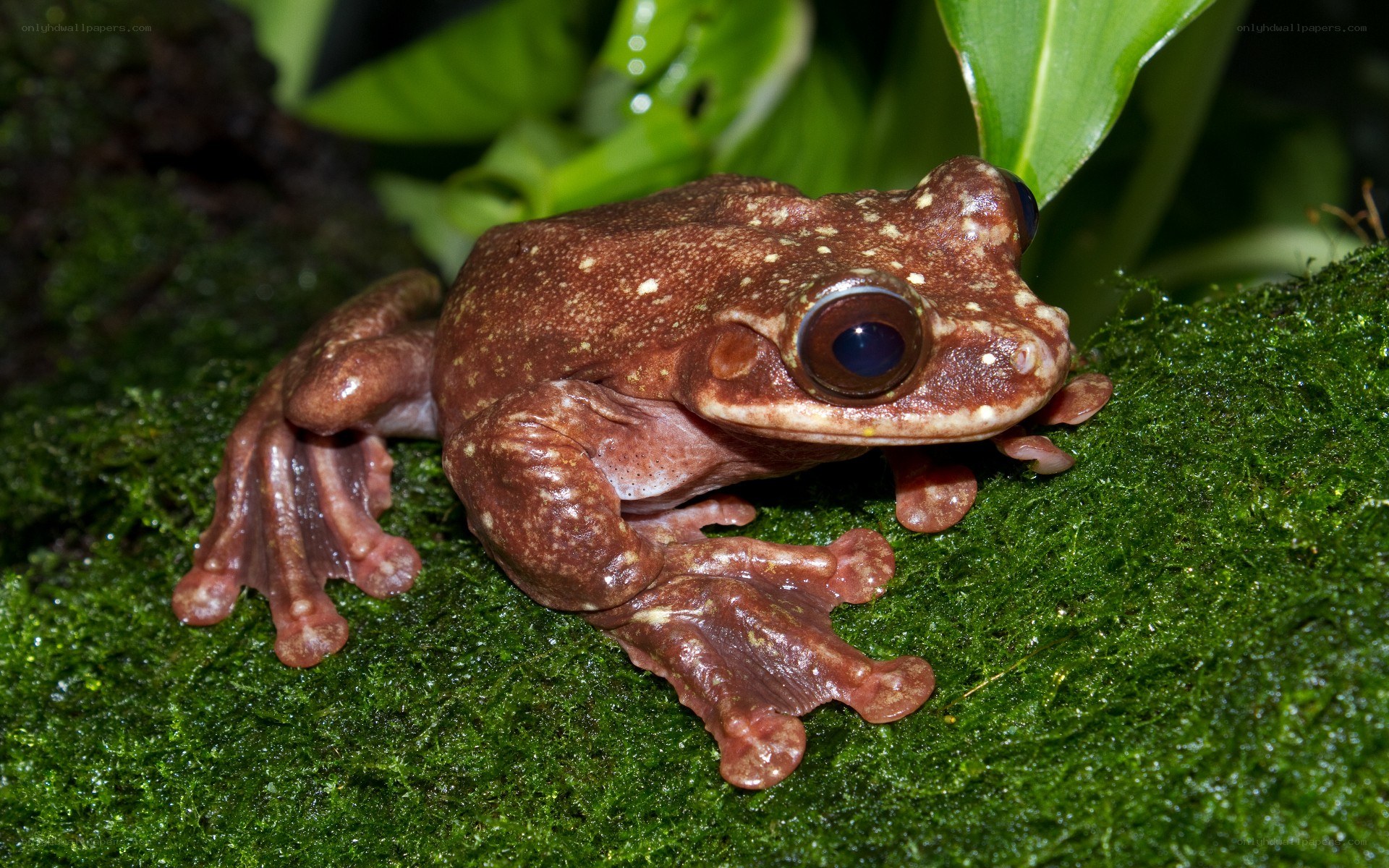brown tree frog on moss