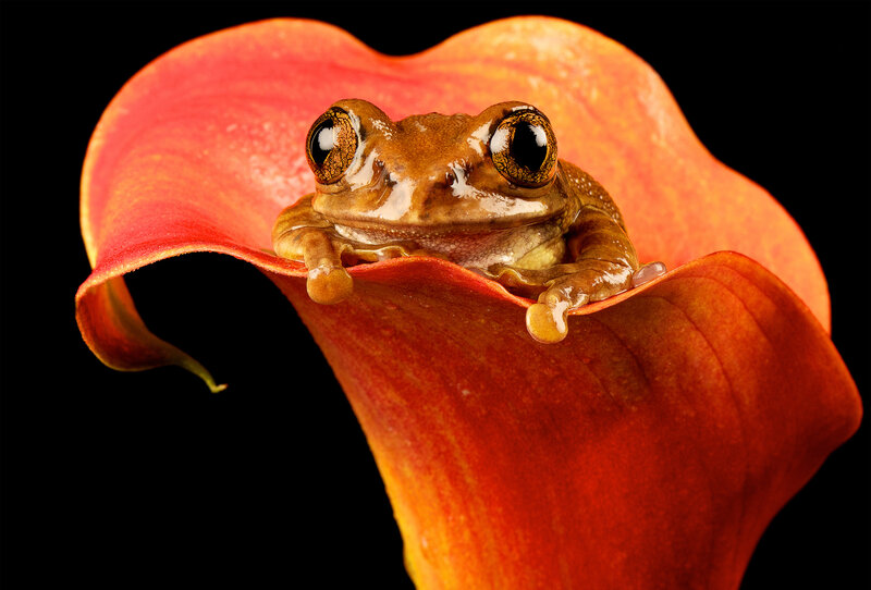 Brown Tree Frog — Orange