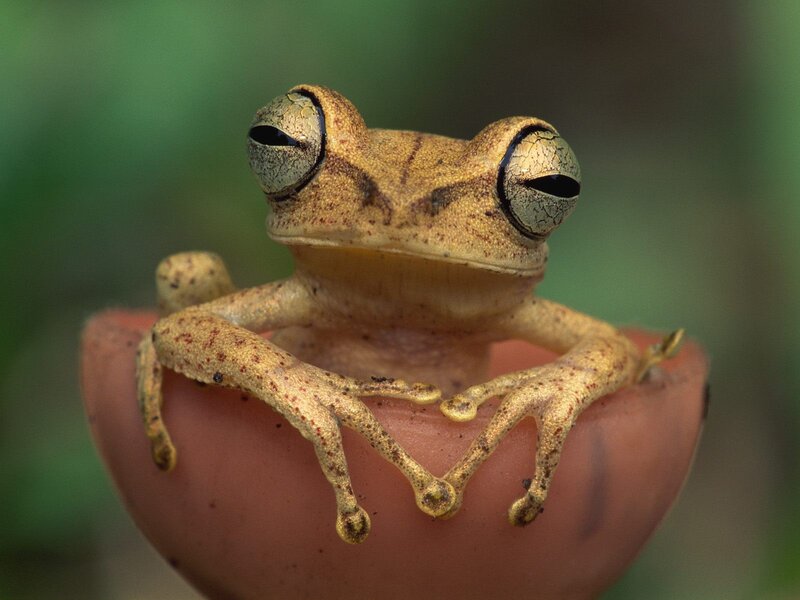 Brown Tree Frog — Photograph