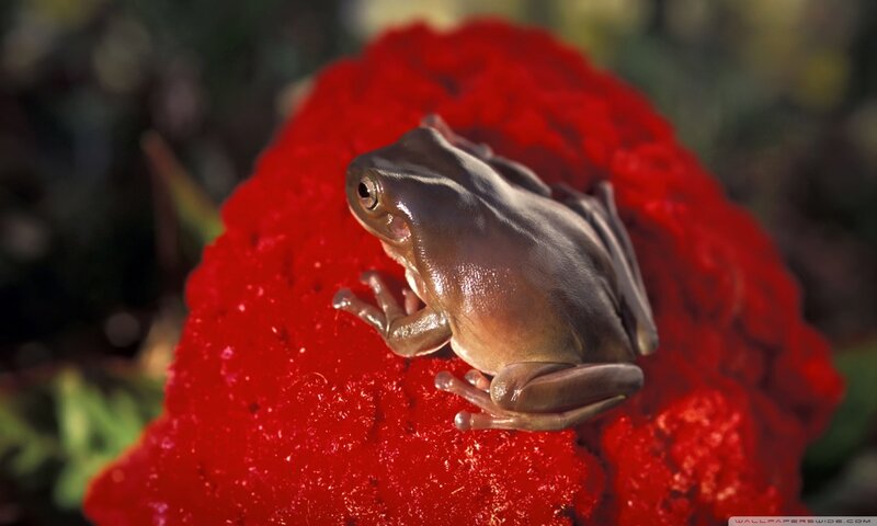 Brown Tree Frog — Red, Calm