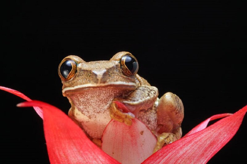 Brown Tree Frog — Red, Dramatic, Photograph, Flower