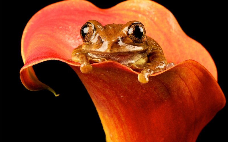 Brown Tree Frog — Red, Dramatic, Photograph