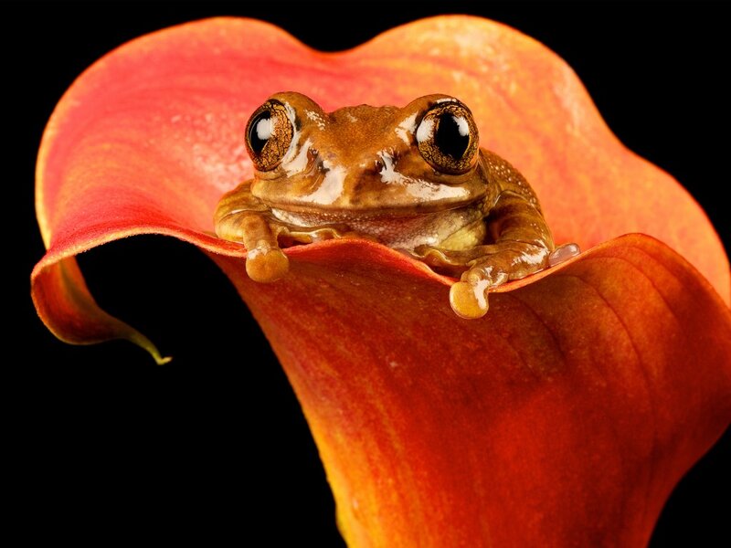 Brown Tree Frog — Red, Dramatic